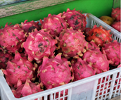 Buah Naga